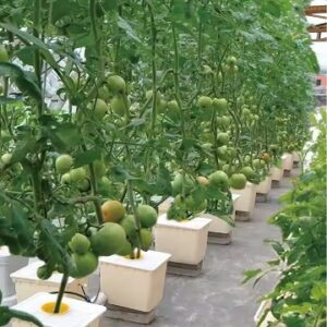 Agricultural Hydroponic System Tomato Greenhouse