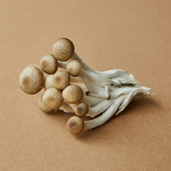 Mushroom Growing 4 You - Image 2