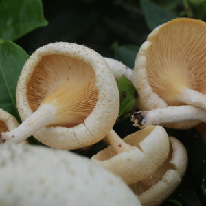 Mushroom Growing 4 You