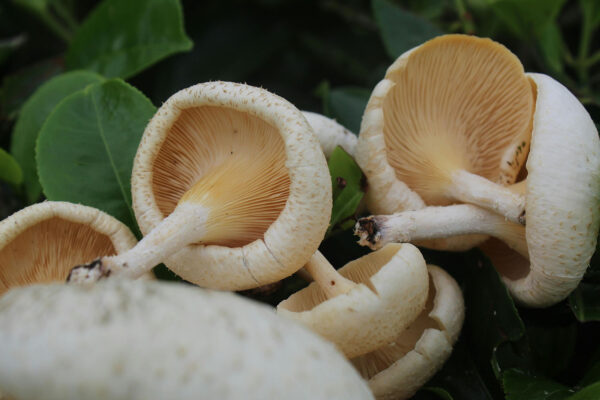 Mushroom Growing 4 You